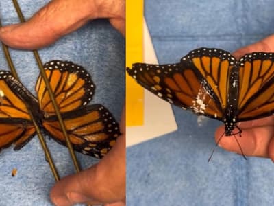 Transplantasi Sayap Pertama Selamatkan Kupu-Kupu Monarch Terancam Punah