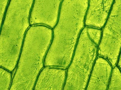 Penemuan Dua Saklar Genetik Bisa Ubah Sel Tanaman Jadi Embrio Baru