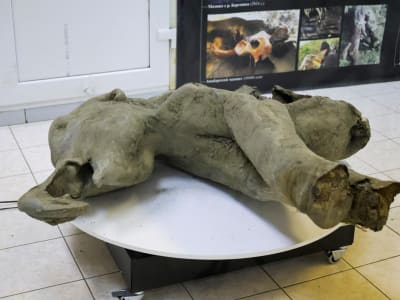 Manusia Purba di Italia Membantai Gajah untuk Makanan dan Alat 404 Ribu Tahun Lalu