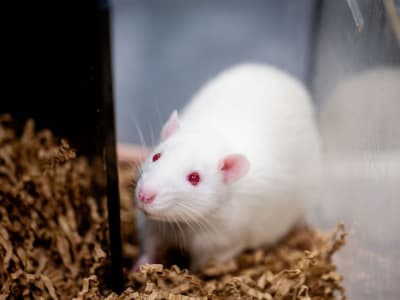 Terapi mRNA Baru Jadi Harapan Atasi Infertilitas Pria Genetik NOA