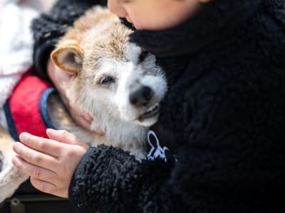 Flash Crash dan Kebangkitan Memecoin: Dogecoin dan Shiba Inu Bangkit Lagi