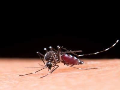 Infeksi Dengue Ubah Sistem Imun, Vaksin Belum Bisa Tiru Efeknya
