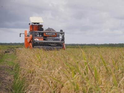 Perubahan Iklim Tingkatkan Risiko Arsenik Berbahaya dalam Beras Pokok Asia