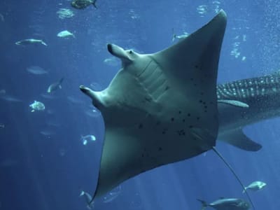 Pari Manta Samudra Bisa Menyelam hingga 1.200 Meter untuk Navigasi Laut Dalam