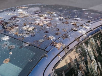 Warna dan Jenis Mobil Favorit Burung Jadi Target Kotoran Terbesar