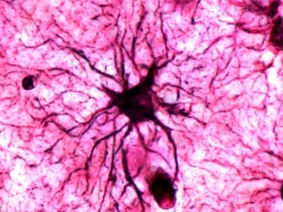 Astrocytes: Sel Otak Kunci Penstabil Memori Emosional Jangka Panjang