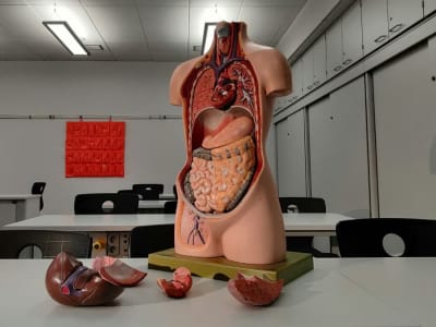 Model 3D Usus Besar Manusia: Terobosan Baru dalam Penelitian Kanker Kolorektal