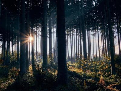 Batang Pohon Ungkap 2023 Tahun Terpanas dalam 2000 Tahun Terakhir