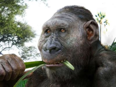 Penemuan Tulang Tangan dan Kaki Paranthropus Boisei Ungkap Kemampuan Alat Batu