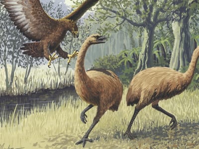 Menghidupkan Kembali Burung Purba Moa di Selandia Baru dengan Teknologi Genom