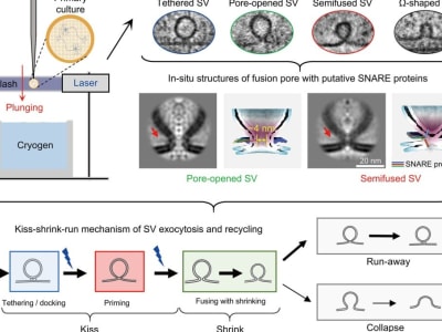 Ilmuwan China Tangkap Proses Millisecond 'Kiss and Run' Otak Pertama di Dunia