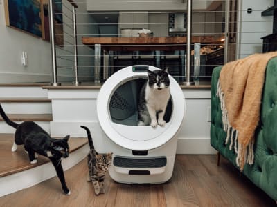 Litter-Robot 5 Pro: Kotak Pasir AI dengan Pengenalan Wajah Untuk Kucing