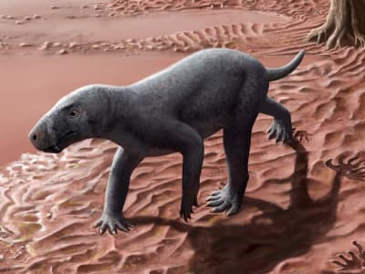 Penemuan Jejak Kaki 270 Juta Tahun Ungkap Asal Usul Cara Jalan Mamalia