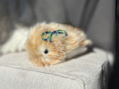 Pengalaman Memelihara Moflin: Hewan Peliharaan Robotik yang Menghibur Tanpa Repot