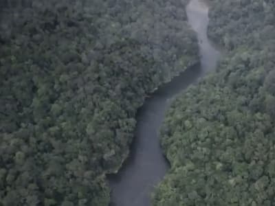 Habitat Menyusut, Orang Utan Tapanuli Terancam Punah dengan Cepat