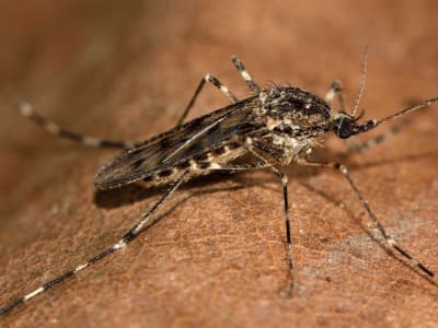 Pemanasan Global Picu Munculnya Nyamuk Pertama Kali di Islandia