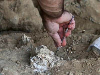 Mikroba Hidup Dalam Batu 2 Miliar Tahun Buka Wawasan Baru Evolusi