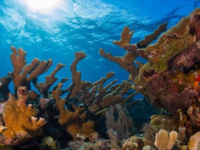 Karang Ikonik Florida Dinyatakan Punah Fungsional Setelah Gelombang Panas 2023