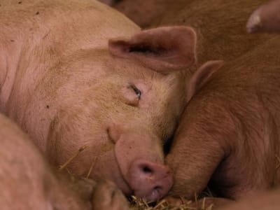 Operasi Bersejarah: Transplantasi Hati Babi Genetik Sukses Namun Pasien Meninggal