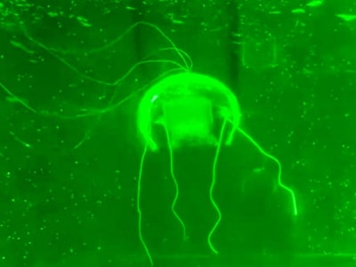 Robot Ubur-Ubur Transparan Canggih untuk Pemantauan Rahasia di Laut Dalam