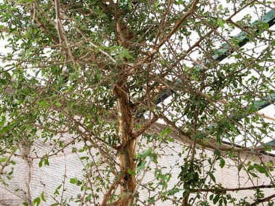 Benih Pohon Berusia 1.000 Tahun Berhasil Dihidupkan Kembali dan Diuji Obatnya