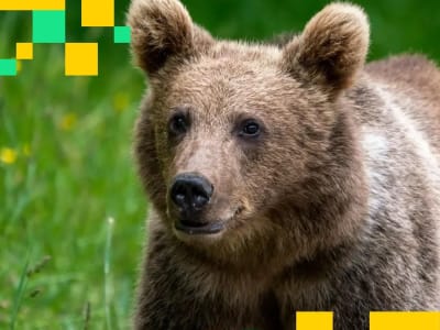 Perusahaan Treasury Bitcoin Terpuruk, Harga Saham Turun Lebih Rendah Dari Nilai Bitcoin