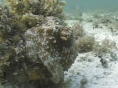 Robot Lunak OCTOID: Camuflase Dinamis dan Gerak Terpadu Berbasis CLCE