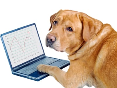 Shiba Inu Merosot 89%: Waktunya Berhenti Investasi Koin Meme?