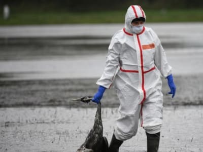 Virus Flu Burung H9N2 Makin Adaptif, Potensi Ancaman Pandemi Manusia