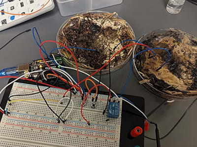 Jamur Sebagai Teknologi Komputasi Ramah Lingkungan Masa Depan