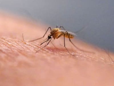 Waspada! Kasus Pertama Chikungunya Lokal Dorong Pemeriksaan Massal di Hong Kong