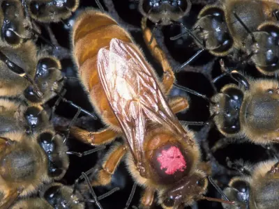 Virus Ratu Lebah Jadi Pemicu Supersedure, Solusi Pheromone Sintetis Ditawarkan