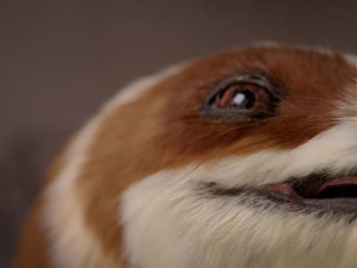 Dobot Ciptakan Robot Dinosaurus Interaktif untuk Edukasi dan Pariwisata