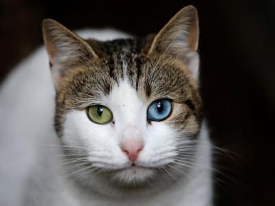 Mengenal Makna Saling Menjilat pada Kucing: Lebih dari Sekadar Kasih Sayang