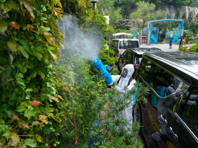 Hong Kong Tindak Lanjut Kasus Pertama Chikungunya untuk Cegah Wabah