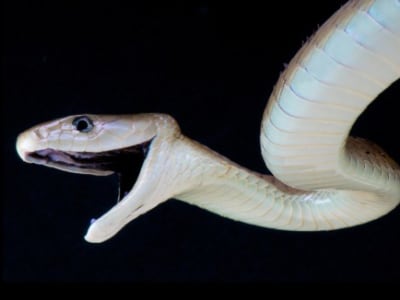 Antivenom Baru dari Llama dan Alpaca Lawan Racun Banyak Ular Berbisa Afrika