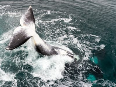 Rahasia Umur Panjang Paus Bowhead: Protein Perbaikan DNA yang Luar Biasa