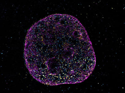 Bahasa Tersembunyi DNA: Kode Geometri yang Mengendalikan Kehidupan