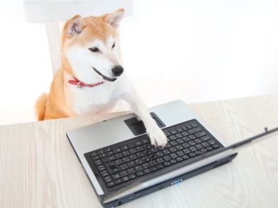 Shiba Inu: Eksperimen Kripto Komunitas yang Penuh Risiko dan Peluang