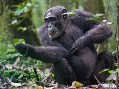 Penelitian Baru: Simpanse Mampu Berpikir Rasional Seperti Manusia