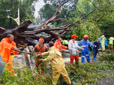 Waspada Hujan Lebat dan Angin Kencang, Pohon Tumbang Berpotensi Terjadi Lagi di Jakarta Selatan