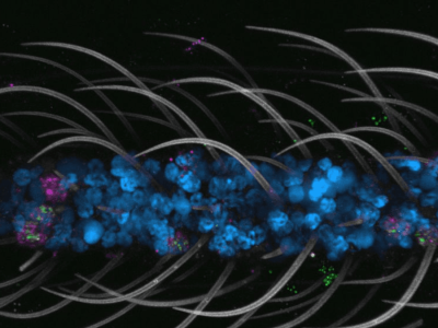 Atlas Seluler Pertama Nyamuk Aedes aegypti Ungkap Rahasia Seluler dan Perilaku
