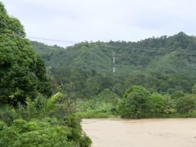 Orang Utan Tapanuli Terancam Punah, Habitat di Sumatra Terus Menyusut