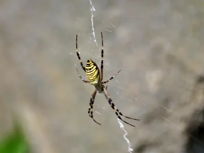 Peneliti Italia Temukan Fungsi Alarm Zigzag Pada Jaring Laba-Laba