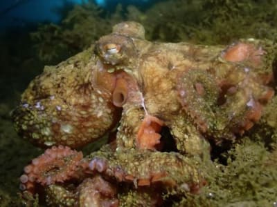 Ilmuwan Ciptakan Metode Cepat Produksi Pigmen Kamuflase Gurita Secara Alami