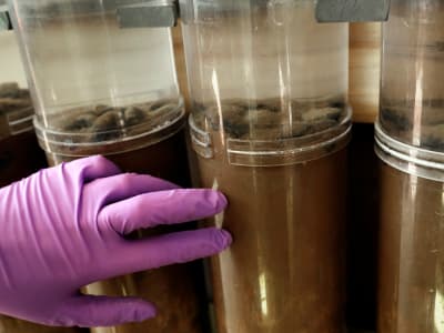 Bahaya Penambangan Laut Dalam Bagi Kehidupan Zooplankton dan Ekosistem Laut