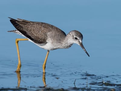 Manusia Bisa Mendeteksi Objek Tersembunyi Tanpa Menyentuhnya Langsung