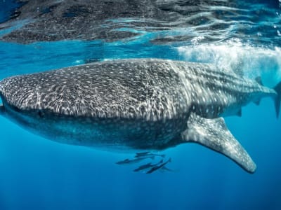 Polusi Beracun Jadi Ancaman Hiu Paus dan Masyarakat Madagaskar