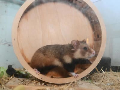 Menghindari Jebakan Efisiensi AI: Menjaga Kreativitas dan Kecerdasan Manusia