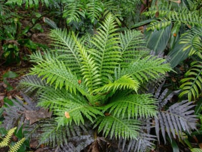 Penemuan Baru: Tanaman Pakis Memanen Mineral Tanah Jarang Secara Ramah Lingkungan